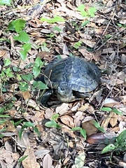 Trachemys scripta