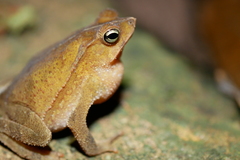 Rhinella alata