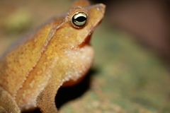 Rhinella alata