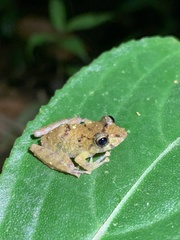 Pristimantis incomptus
