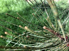 Allocasuarina verticillata