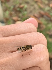 Eupeodes latifasciatus