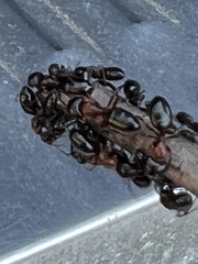Myrmentoma