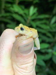 Pristimantis incomptus