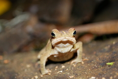 Rhinella alata