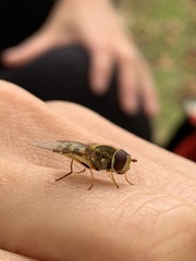 Eupeodes latifasciatus