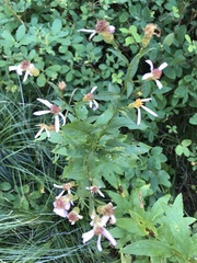 Eucephalus engelmannii