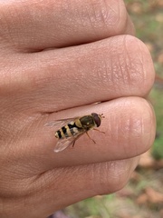 Eupeodes latifasciatus