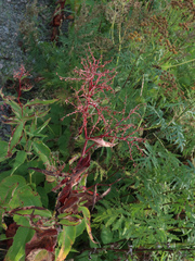 Rumex aquaticus