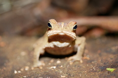 Rhinella alata