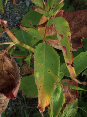 Rumex aquaticus