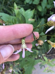 Eucephalus engelmannii