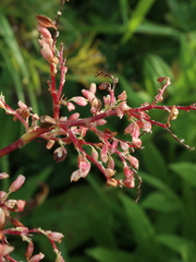 Rumex aquaticus