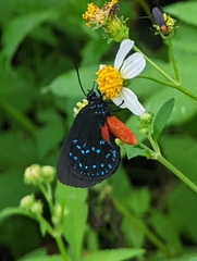 Eumaeus atala