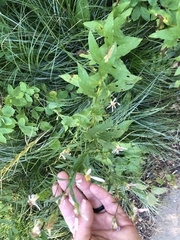 Eucephalus engelmannii