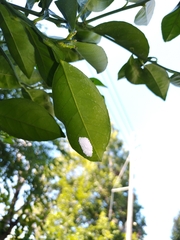 Mallophora leschenaulti