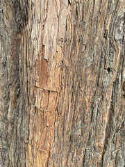 Sequoiadendron giganteum
