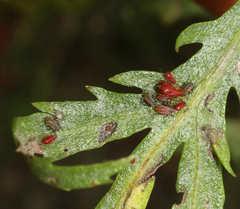 Macrosiphini