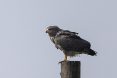 Circaetus cinerascens