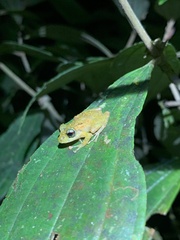 Pristimantis incomptus