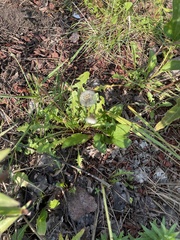 Taraxacum erythrospermum