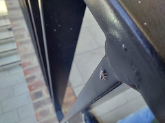 Salticidae