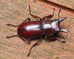 Lucanidae