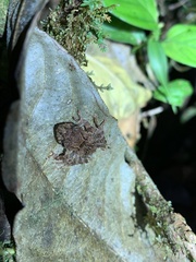 Pristimantis prolatus