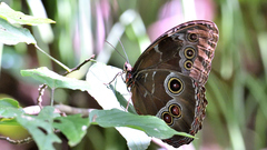 Morpho helenor montezuma