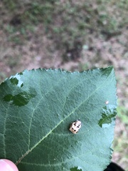 Coccinellinae