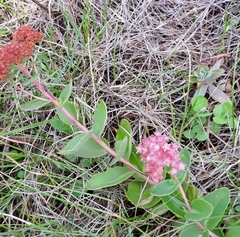 Hylotelephium telephium
