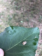 Coccinellinae