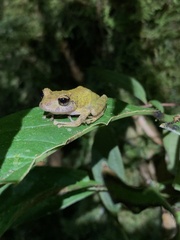 Pristimantis mallii