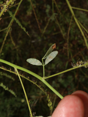 Erysiphe trifoliorum