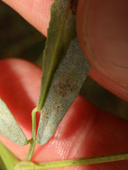 Erysiphe trifoliorum