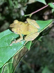 Pristimantis mallii