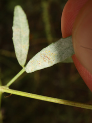 Erysiphe trifoliorum