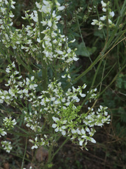 Melilotus albus