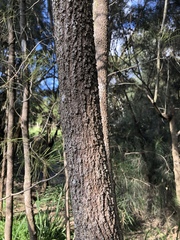 Allocasuarina verticillata