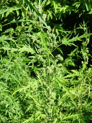 Urtica cannabina