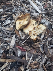 Agrocybe putaminum