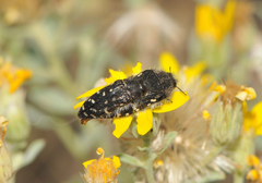 Acmaeodera rubronotata
