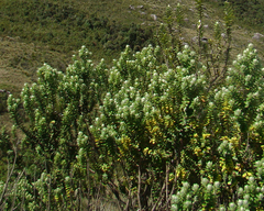Baccharis itatiaiae