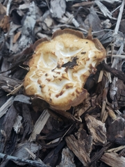 Agrocybe putaminum