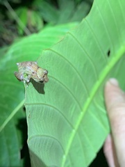 Pristimantis incomptus