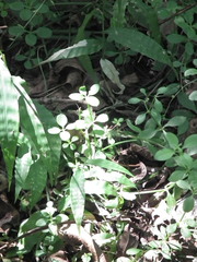 Galium triflorum
