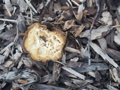 Agrocybe putaminum