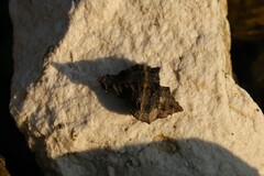 Muricidae