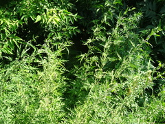 Urtica cannabina