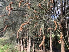 Allocasuarina verticillata